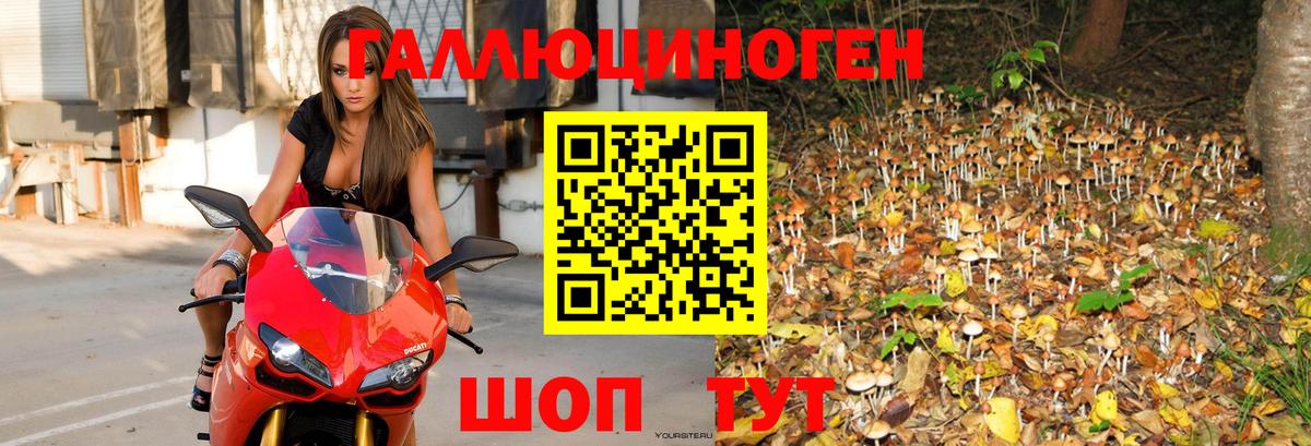 Псилоцибиновые грибы Psilocybine cubensis  Муравленко 